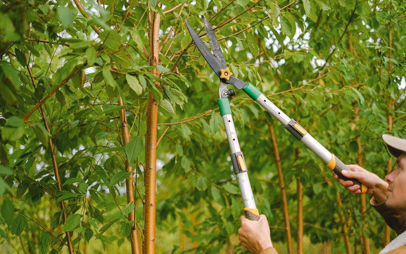 Tree trimming in Clearfield, UT